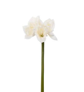 Hovedbilde Amaryllis hvit 60cm