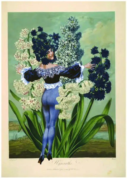 Temple of Flora - Hyacinths Collage trykk A4 