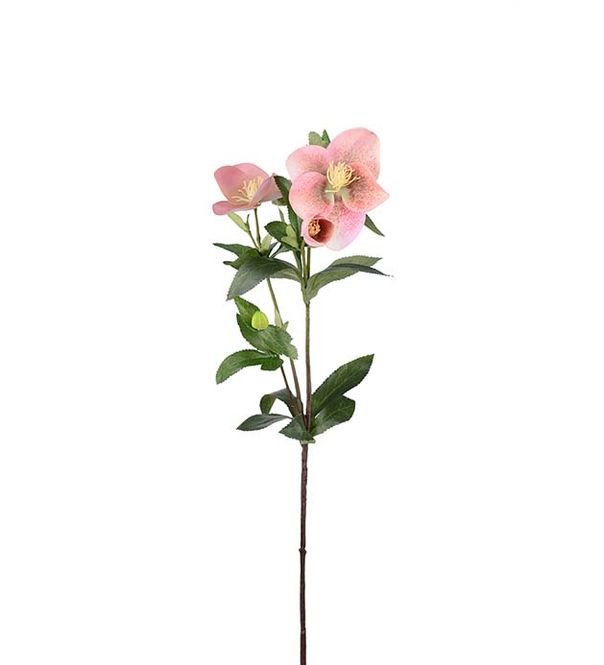 Hovedbilde Julerose rosa 63cm