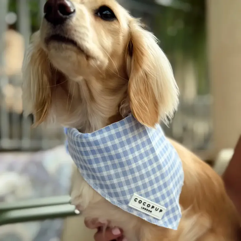 English Blue Bandana